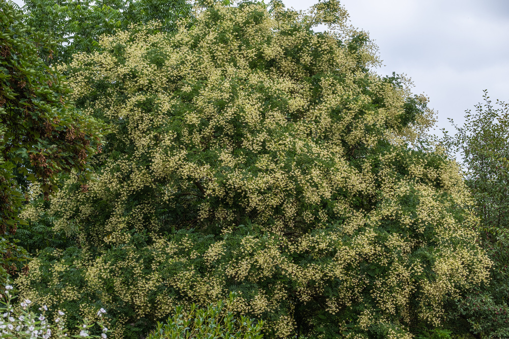 曾是北方首选的行道树,因天量库存而烂大街,国槐树该何去何从?
