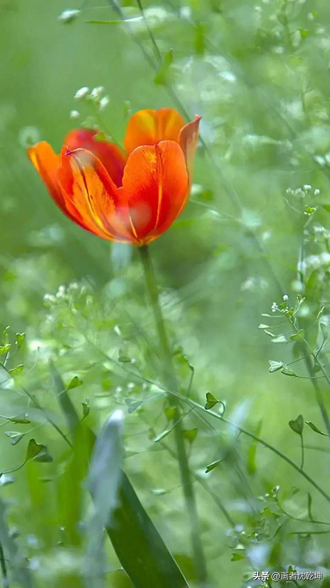 绝美郁金香花图片,绝美郁金香图片大片
