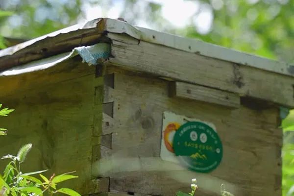 怎样用火烧鉴定蜂蜜真假,鉴定蜂蜜真假直播间