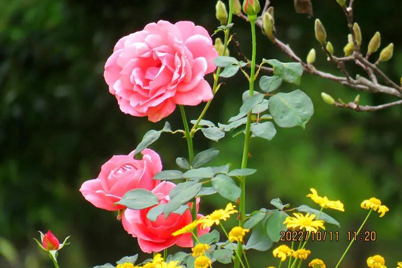 花溪小公园,美丽的花溪公园