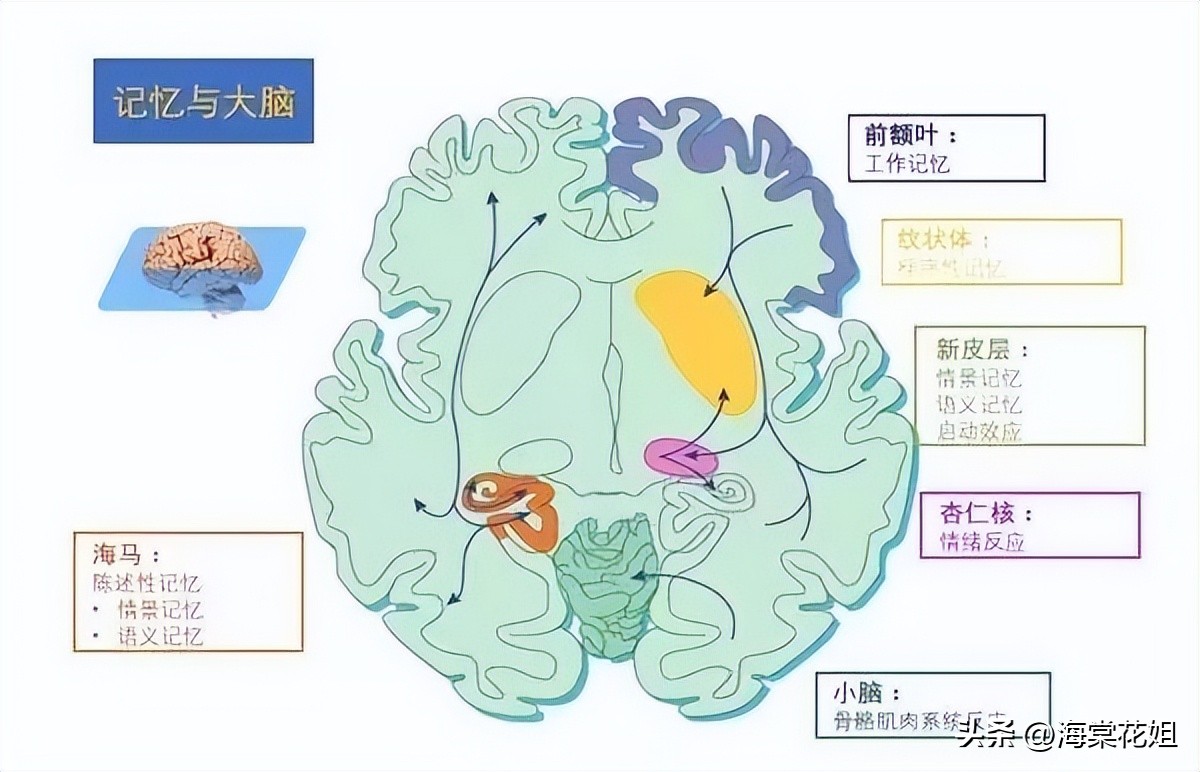 成功记忆黄金法则,高效记忆法管理学