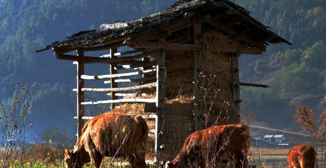 【过大年游大理】和许红豆一起，来一场治愈的“有风之旅”