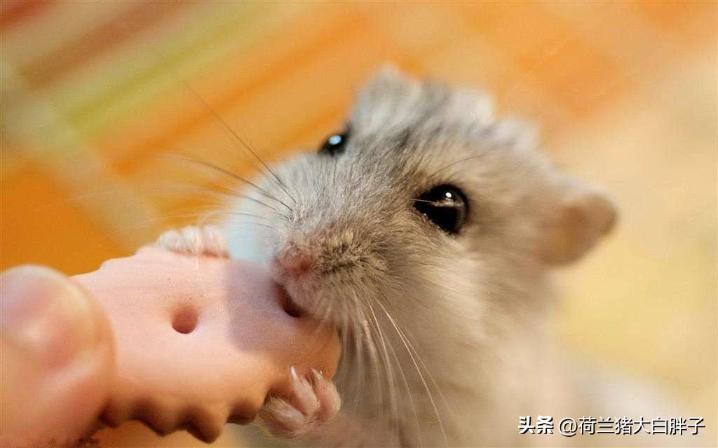 仓鼠牙齿太长又不敢剪它如何吃饭,仓鼠的牙齿太长怎么办