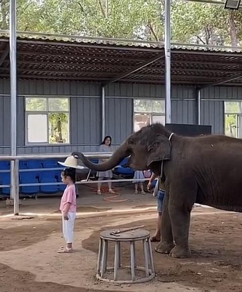 陈乔恩小象,陈乔恩拯救小象