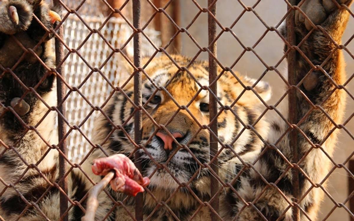 老虎为何不能享用猪肉？老虎尸体如何处理？