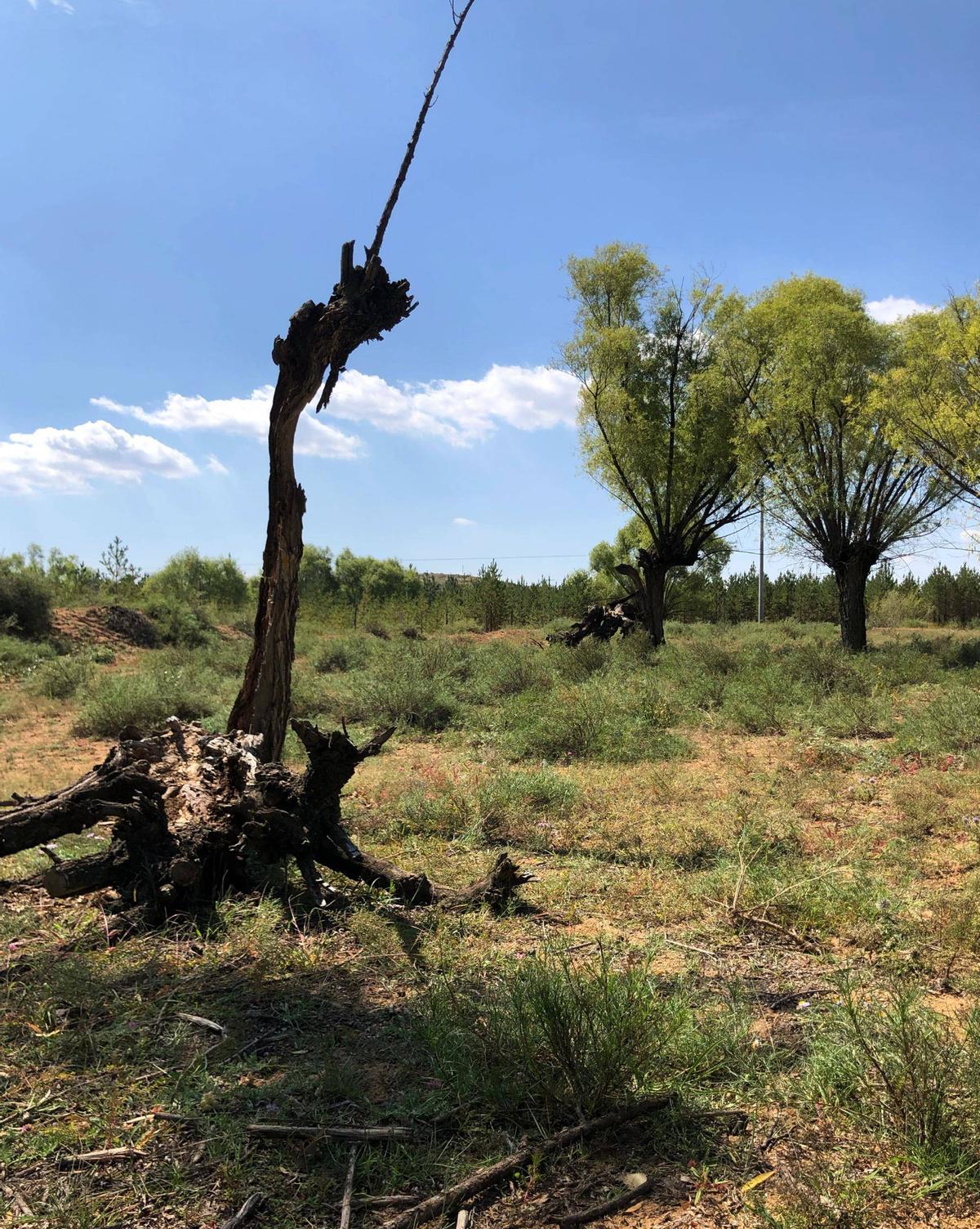 【晚清*楼青**旧影观】媚态百出，丰乳肥臀，尽显女子风情！