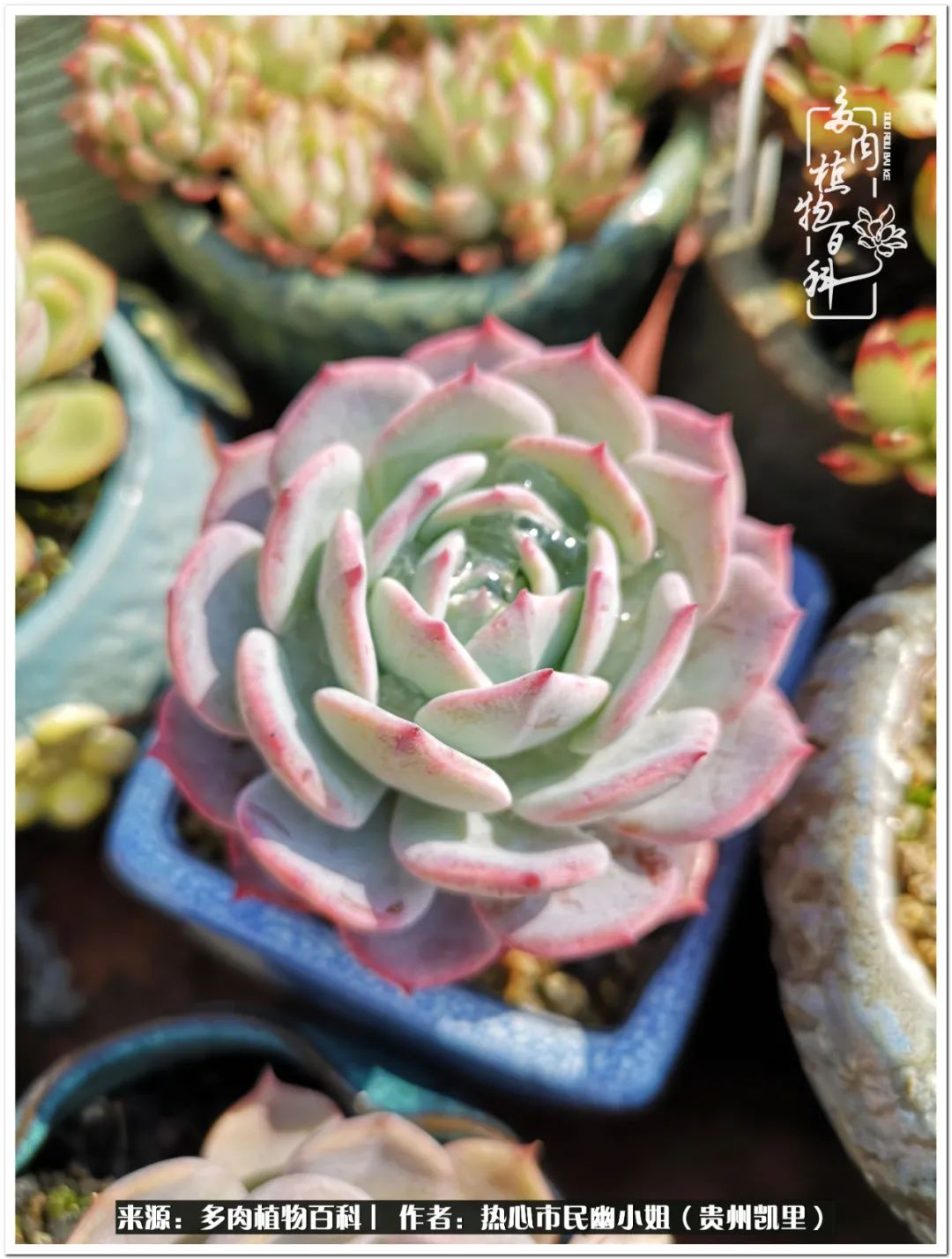 养多肉是件很幸福的事,养多肉养出好心情来