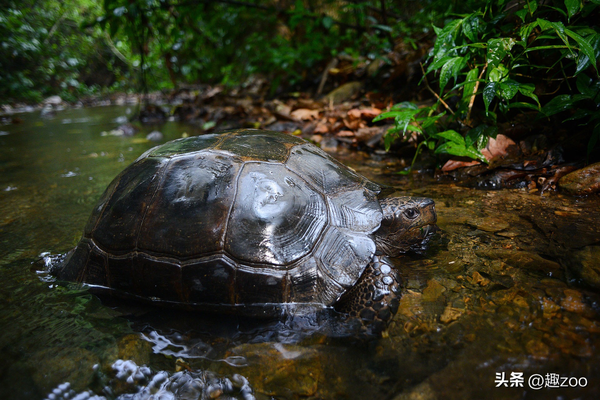 世界上最贵乌龟和最便宜的乌龟,盘点世界上最贵的十大乌龟