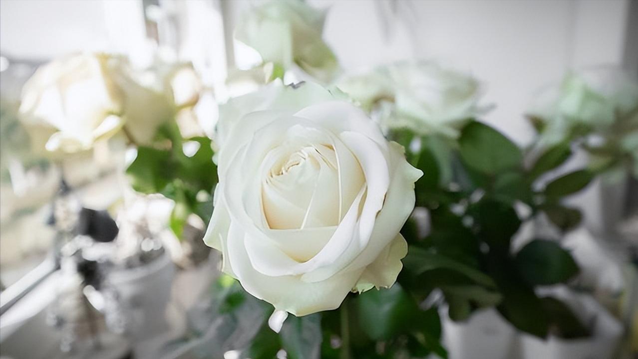 其实你必须要明白孤独是人生常态,其实真正孤独并不是身边没有朋友