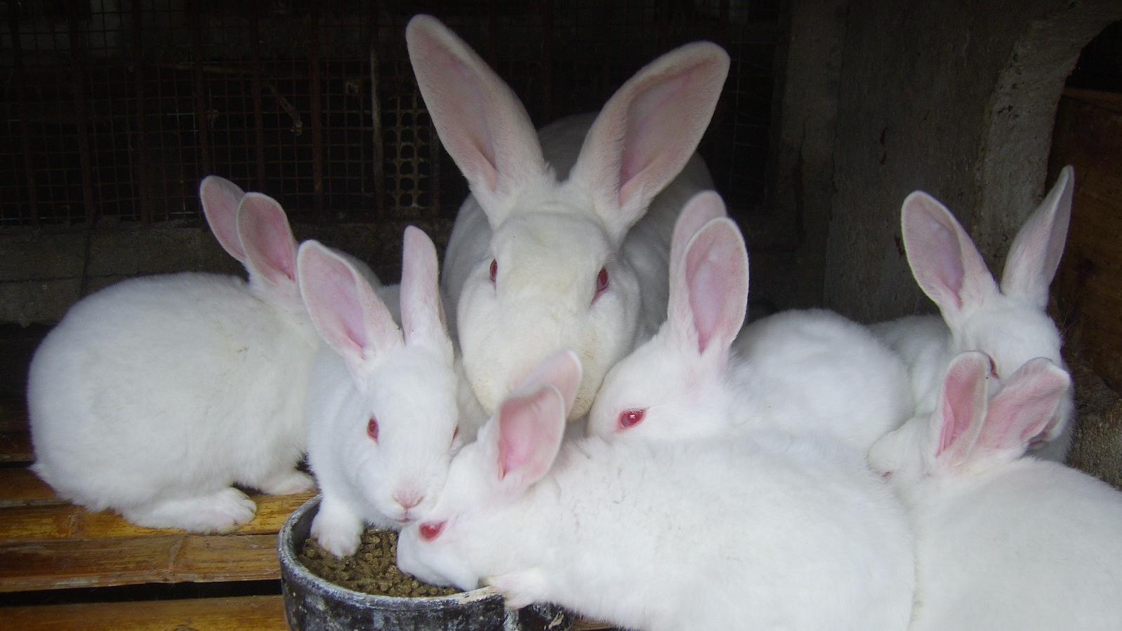 刚生下来的兔仔怎么管理,刚出生兔仔怎么人工喂养