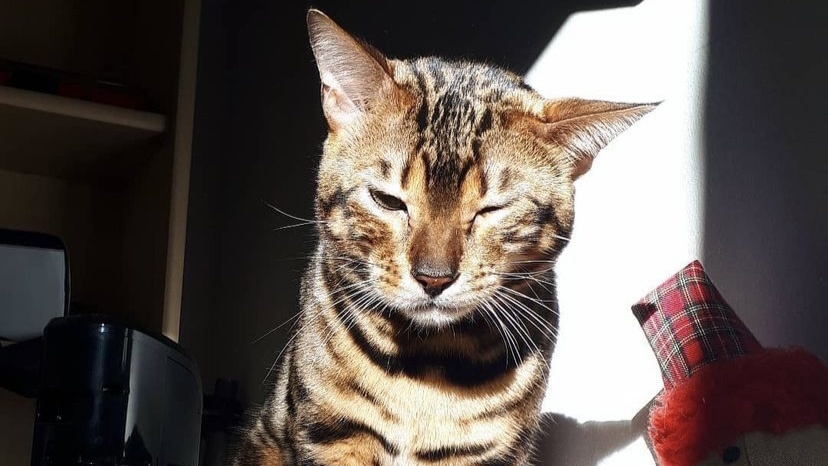 猫咪最近流眼泪严重褐色的分泌物,猫咪眼睛流红褐色分泌物用什么药