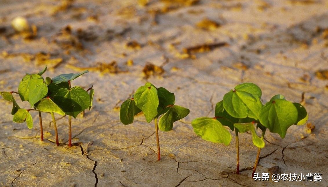 植物根损坏了还能生长吗,植物根伤了怎么治