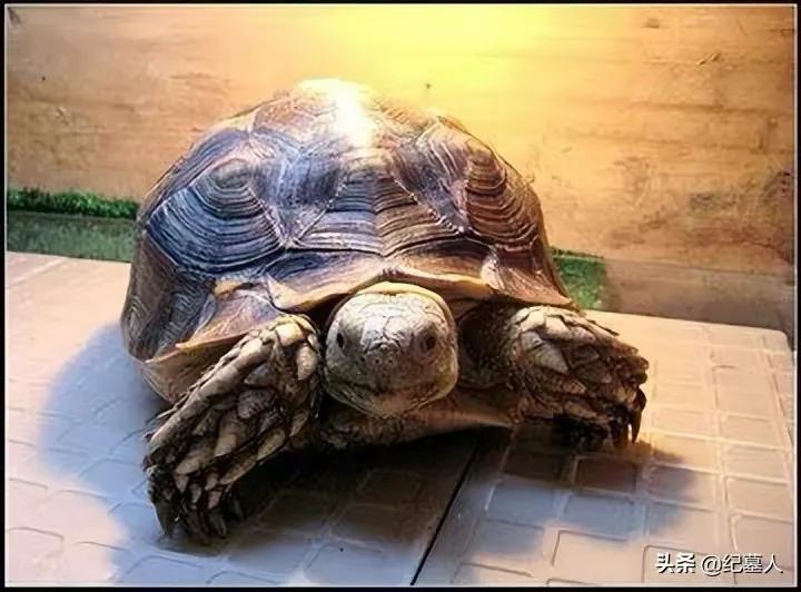 一男子捡到一只乌龟带回家养,男子在野外捡到乌龟越长越不好