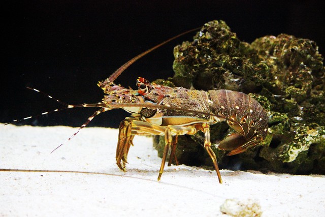 帕劳和哪个国家关系好,帕劳和中国哪个国家好