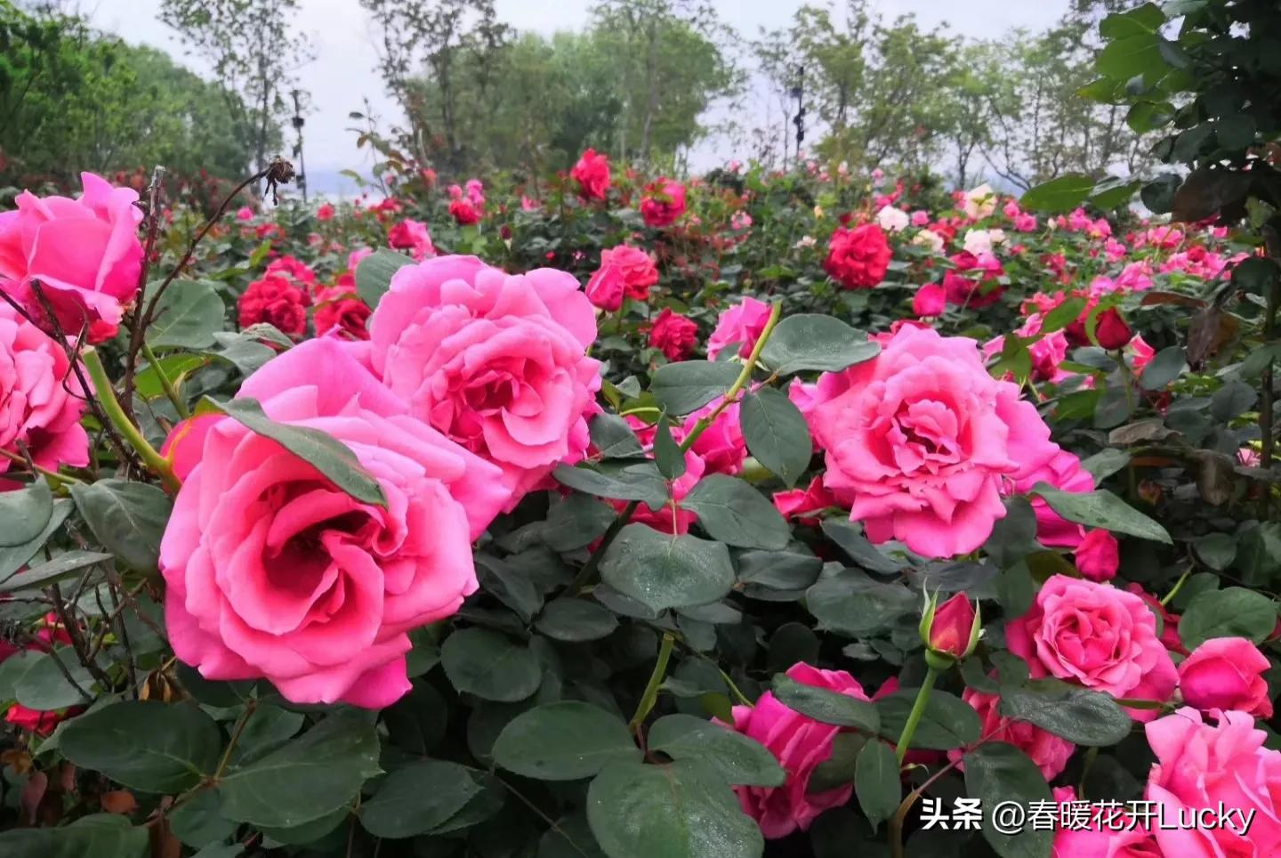 花红花火中的花火,火黄色月季花