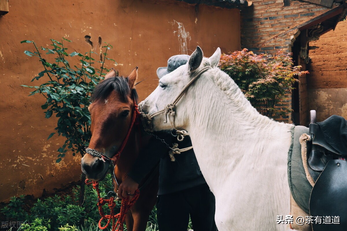 谈谈消逝的茶马古道和茶文化,茶马古道北茶之源在哪里