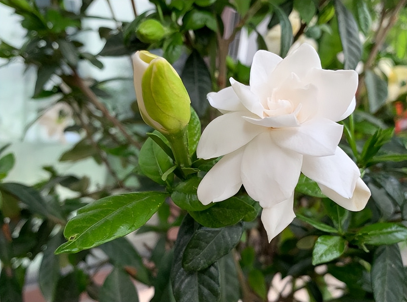 春季养栀子花怎么管理,夏天养爆栀子花的诀窍只需1个字