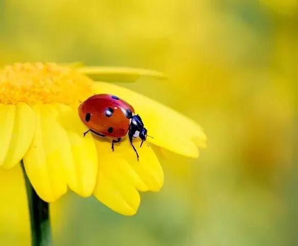 可爱动物照片合集,澳大利亚动物合集