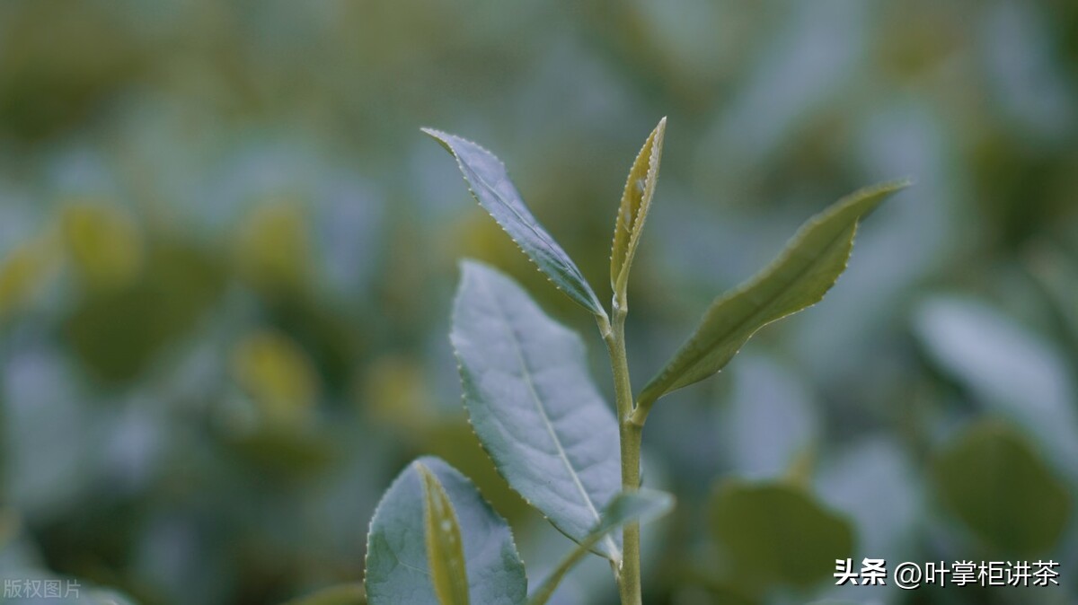 铁观音茶适合什么体质的人喝,什么体质不能喝铁观音茶叶
