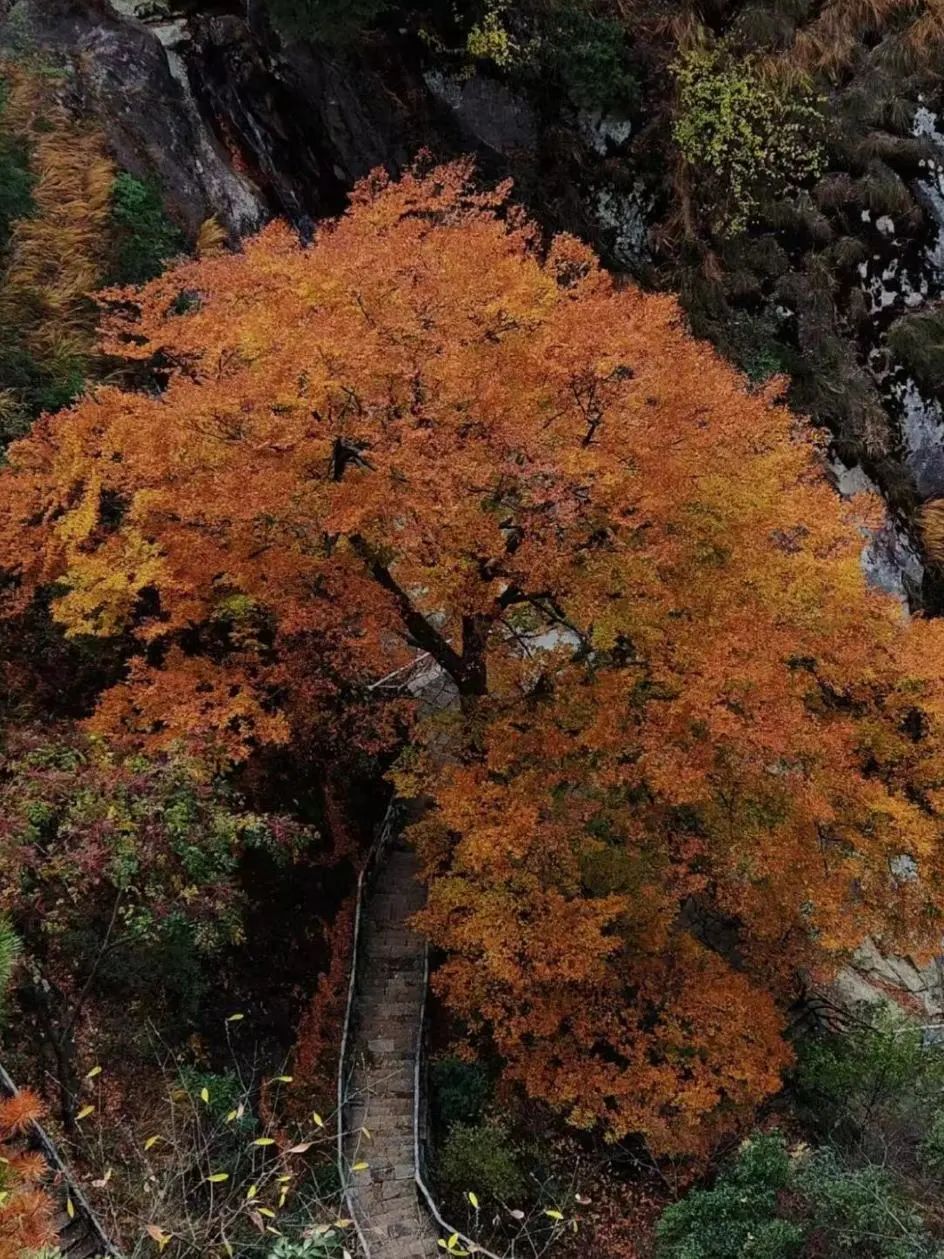 杭州秋日游攻略,杭州秋色上线这些赏秋地风景极佳