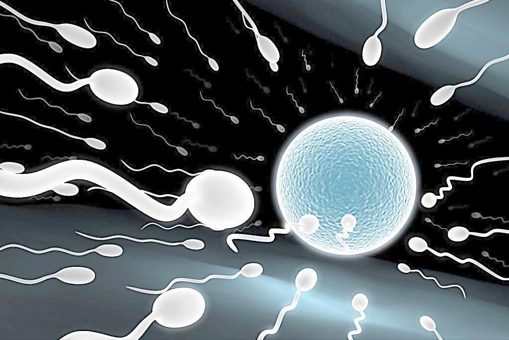 卵细胞和精子相遇会有什么变化,精子一二小时内会出现什么变化