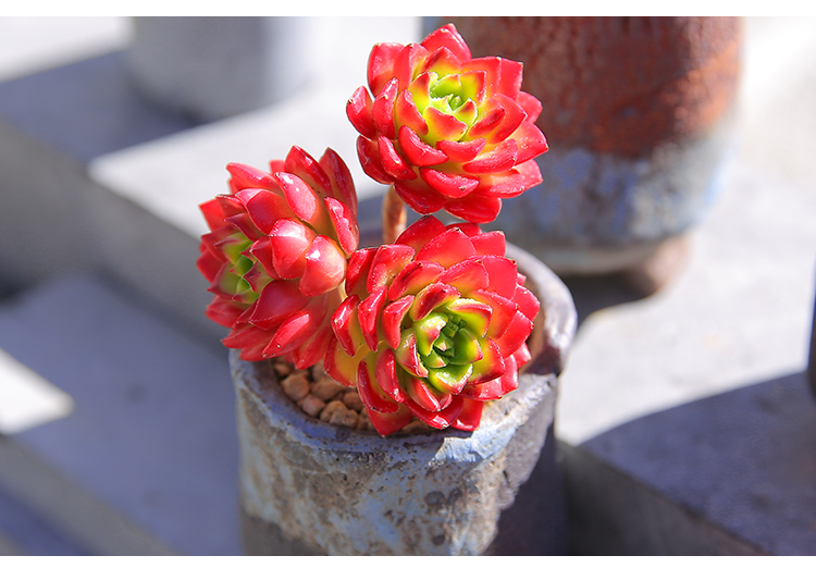 多肉蒂亚玫瑰怎么养,多肉蒂亚怎么养才能爆盆