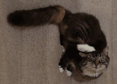 猫咪有皮屑是怎么回事,猫咪有轻微皮屑怎么回事