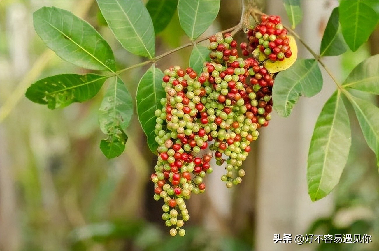 乌俄新战局,俄乌冲突下的荷兰