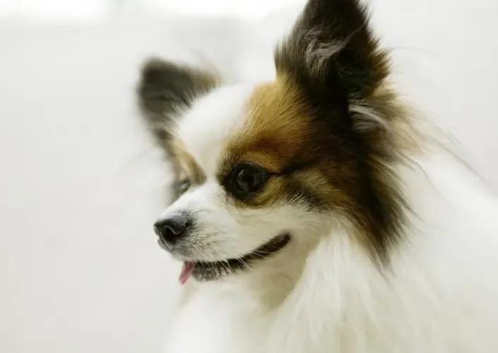 怎样分辨各种狗的品种,各种狗的品种和特点