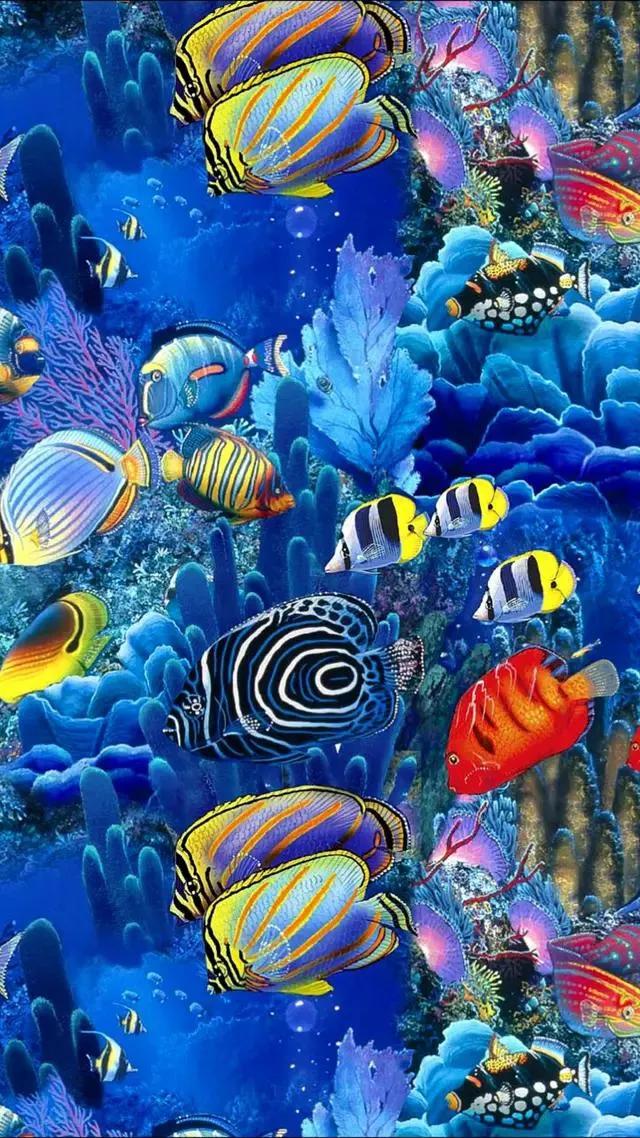 海底世界高清大图壁纸,手机动态海底世界鱼壁纸