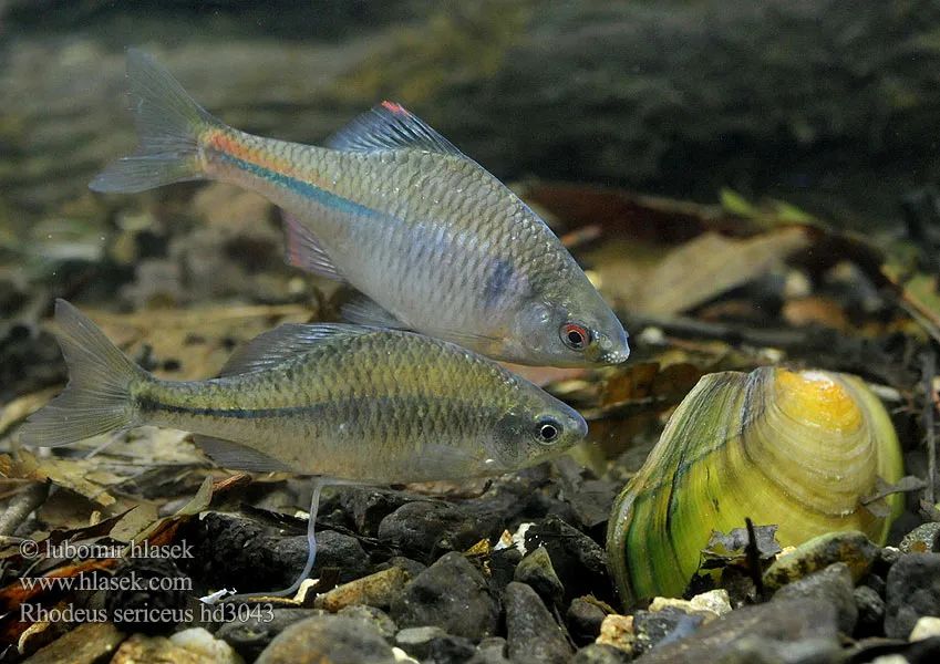 黑龙江三花五罗十八子图片,黑龙江名鱼三花五罗