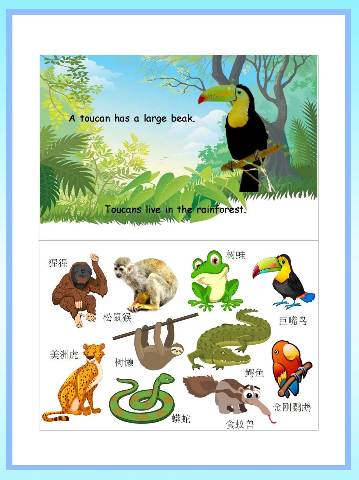 🌿🐒宝藏发现！雨林动物的神秘配对游戏曝光，你了解吗？🔍