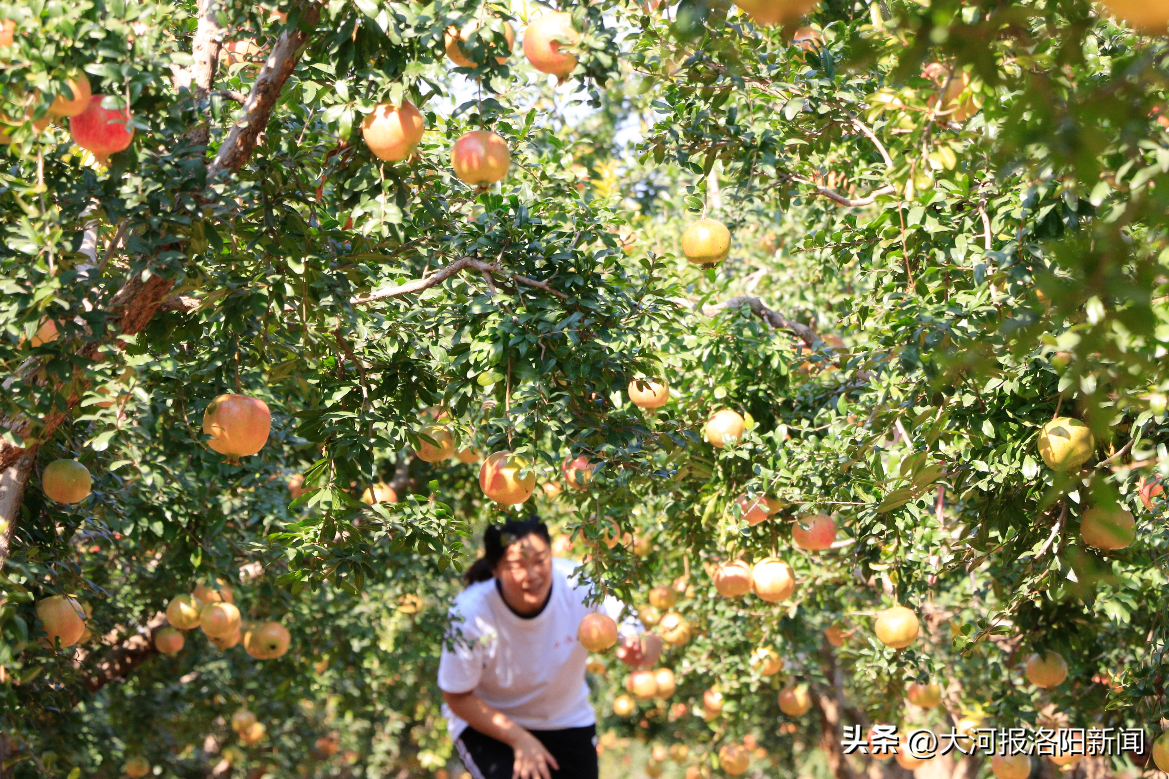 洛阳市孟津区小浪底镇软籽石榴上市,打造品牌助力乡村产业振兴
