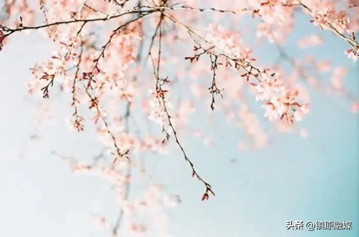 春风十里，你是我藏在梦中的欢喜