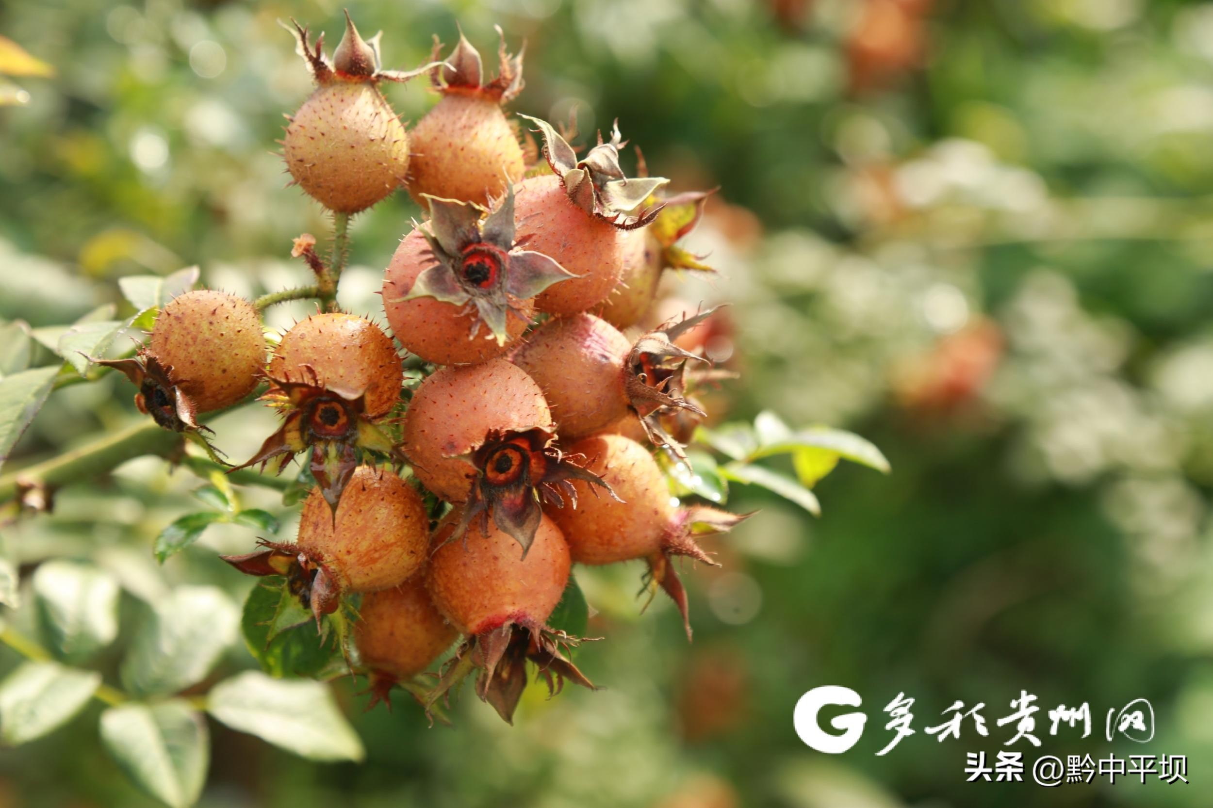 【开局行贵州】来之能安安之能顺——瀑乡招商二三事