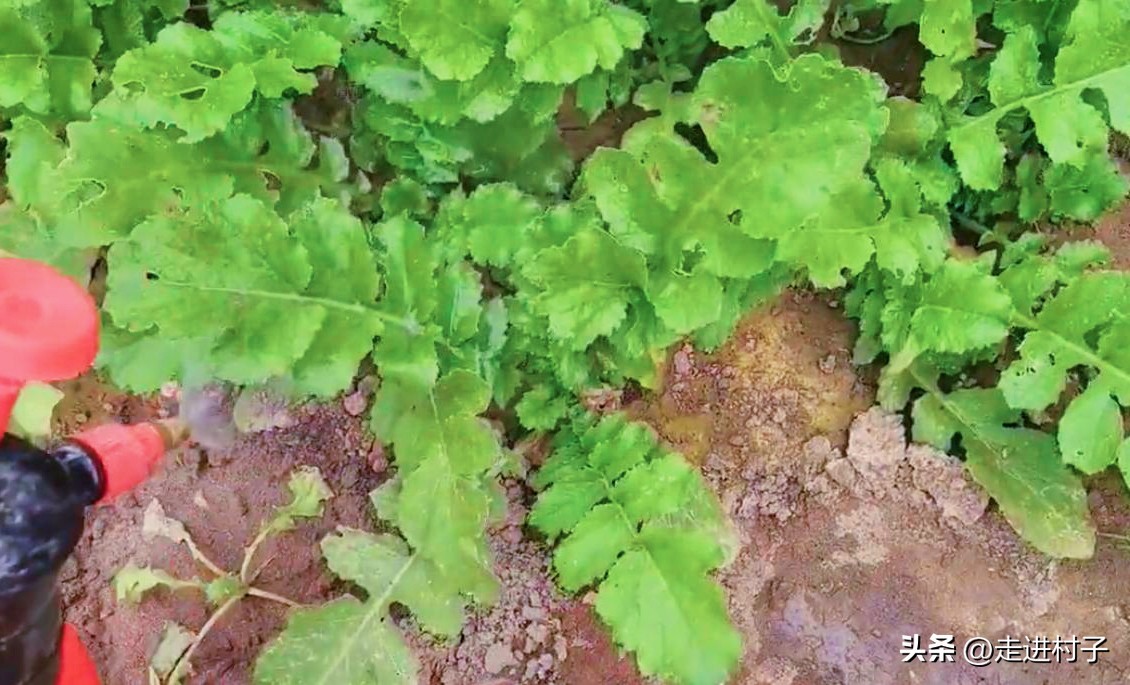 白萝卜最简单的病虫害防治方法,小圆白萝卜种植方法全过程