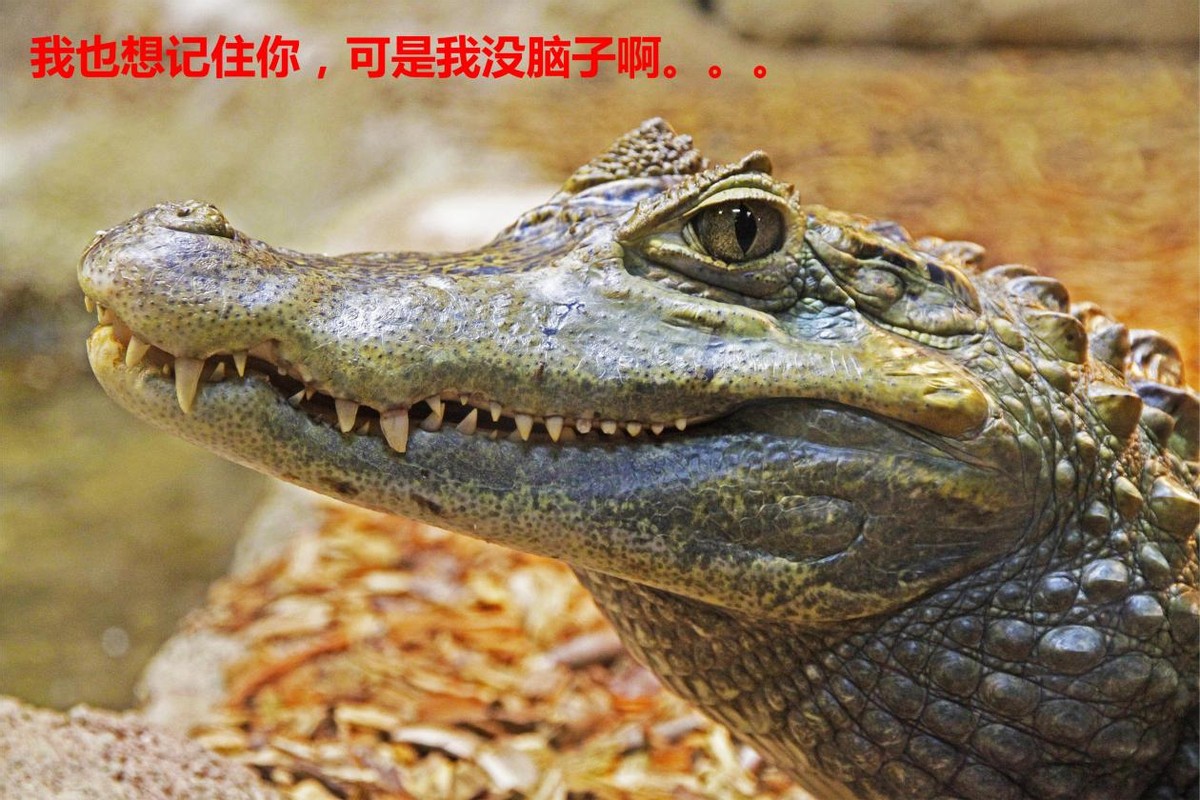 养鳄鱼差点被咬到,养殖鳄鱼长大了会咬主人吗