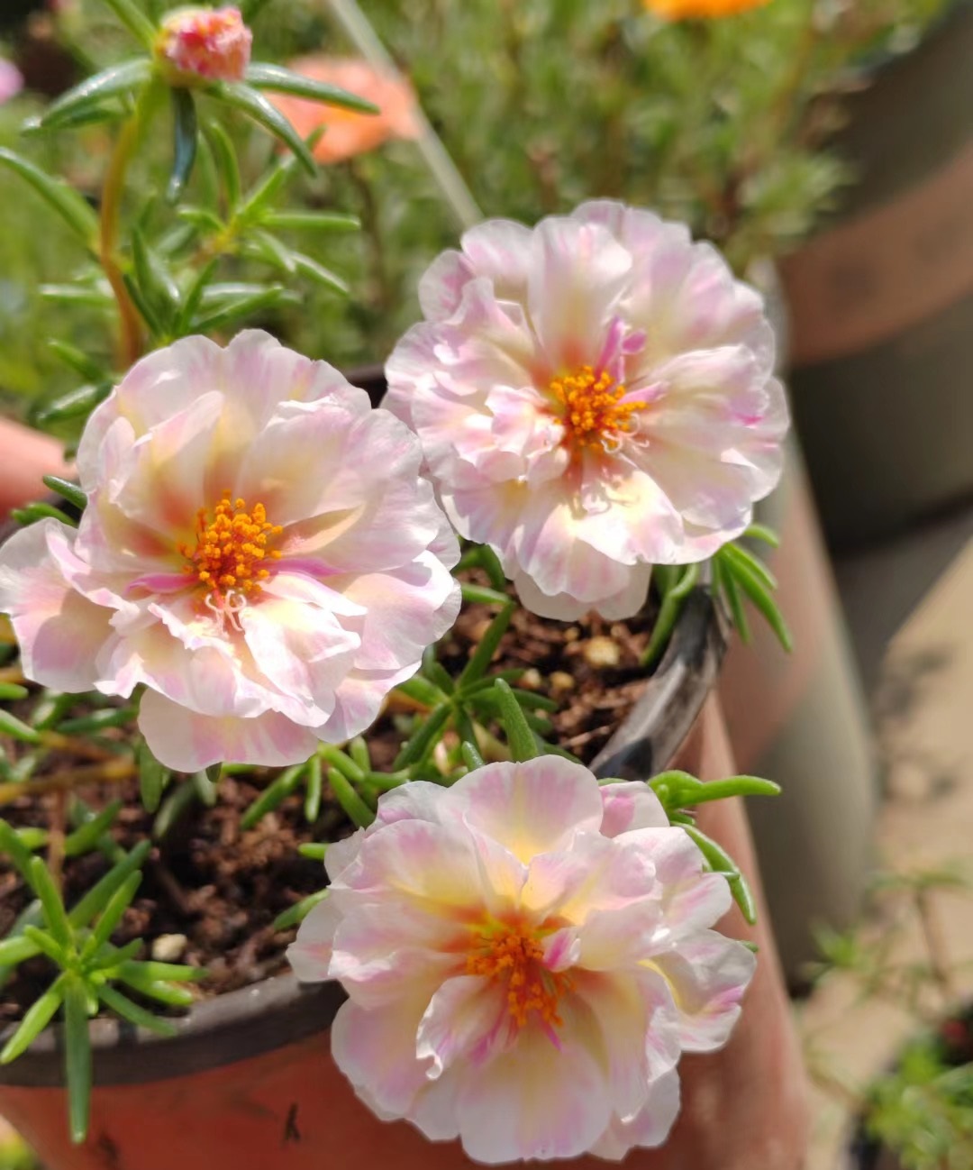 开花时间长又好看又好养的太阳花,太阳花是一种特别皮实好养的花