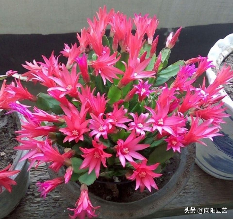 家里养的花开花就掉了,买的花回来养掉叶子