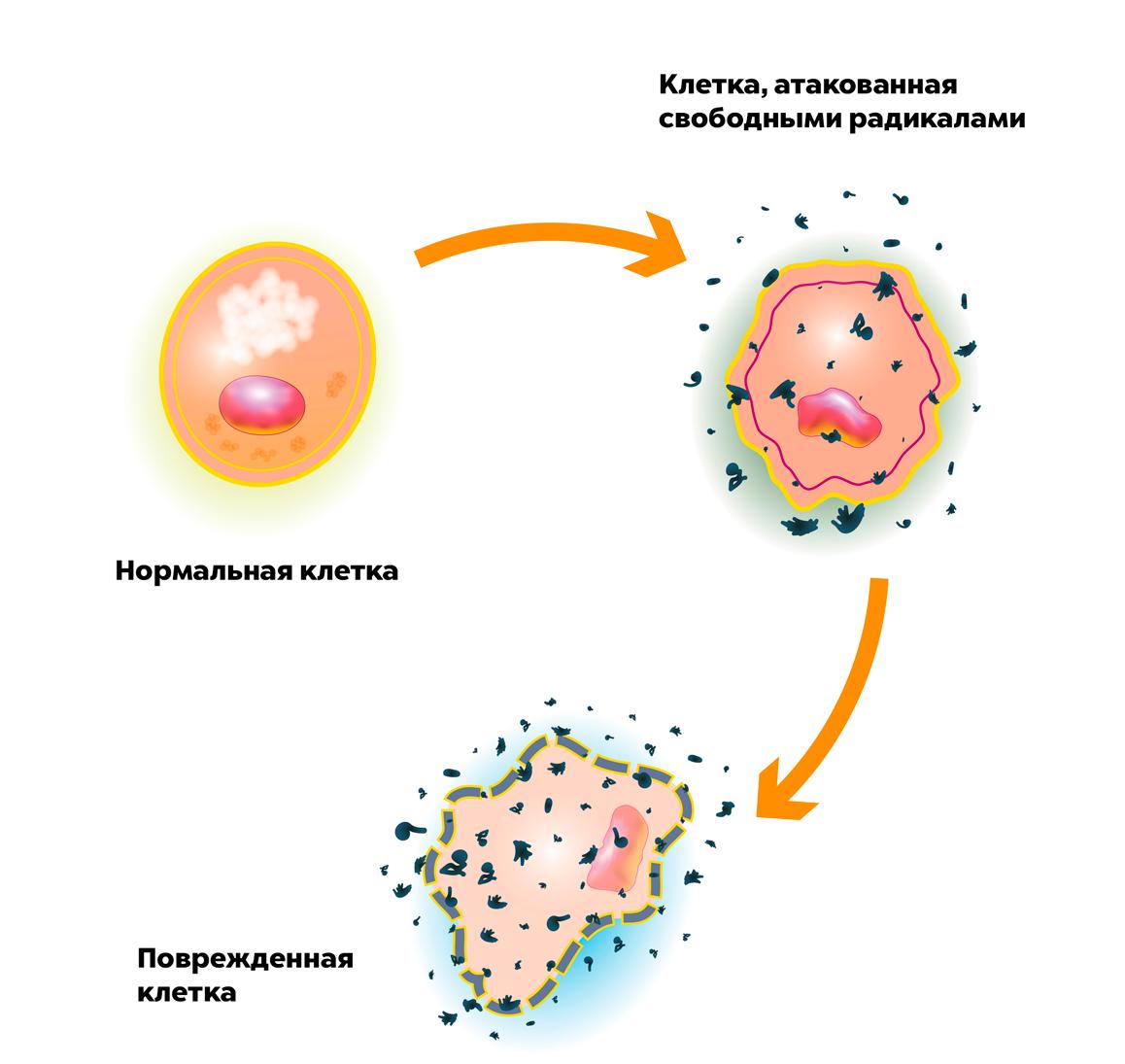 如何正确处理辐射与人类的关系,为什么辐射对人有危害