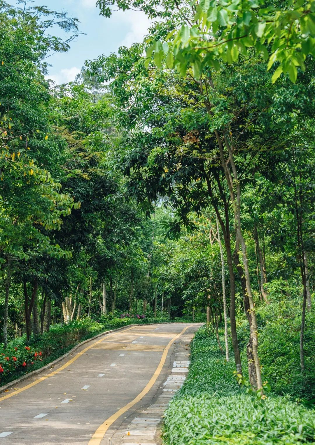 周末森林公园推荐深圳宝安,深圳森林公园登上山顶看美景