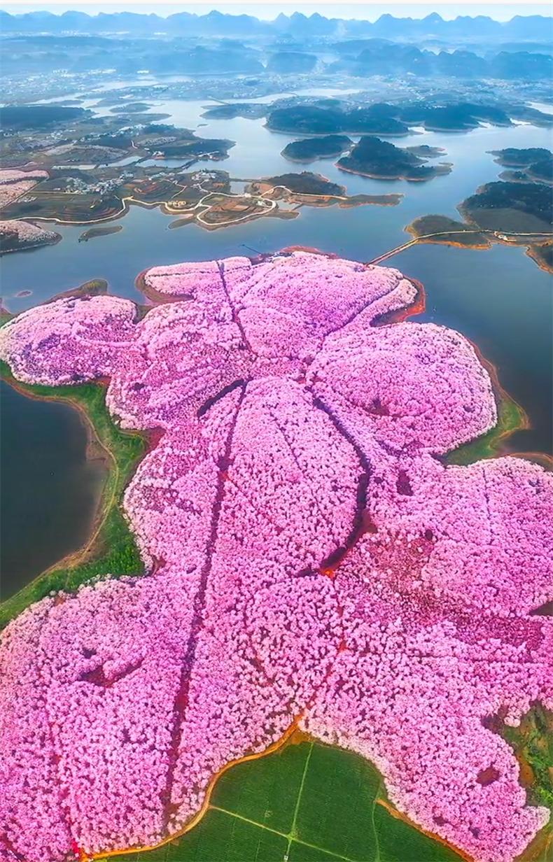 贵州樱花风景区一日游,半城樱花贵阳