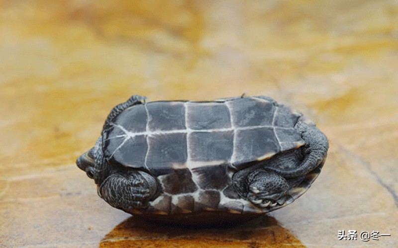 养龟避坑,新手养龟入门基础知识