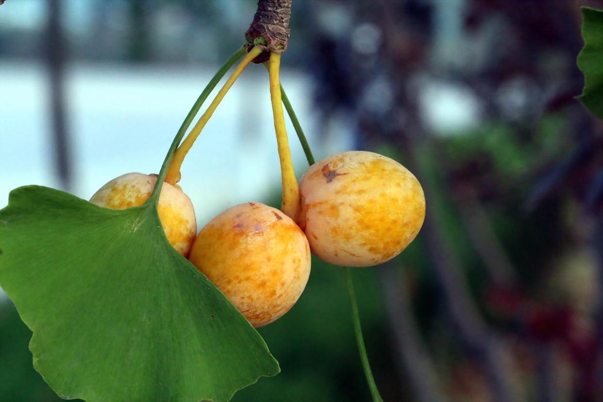 甲状腺结节不能多吃白菜吗,甲状腺结节不能吃白菜吗为什么
