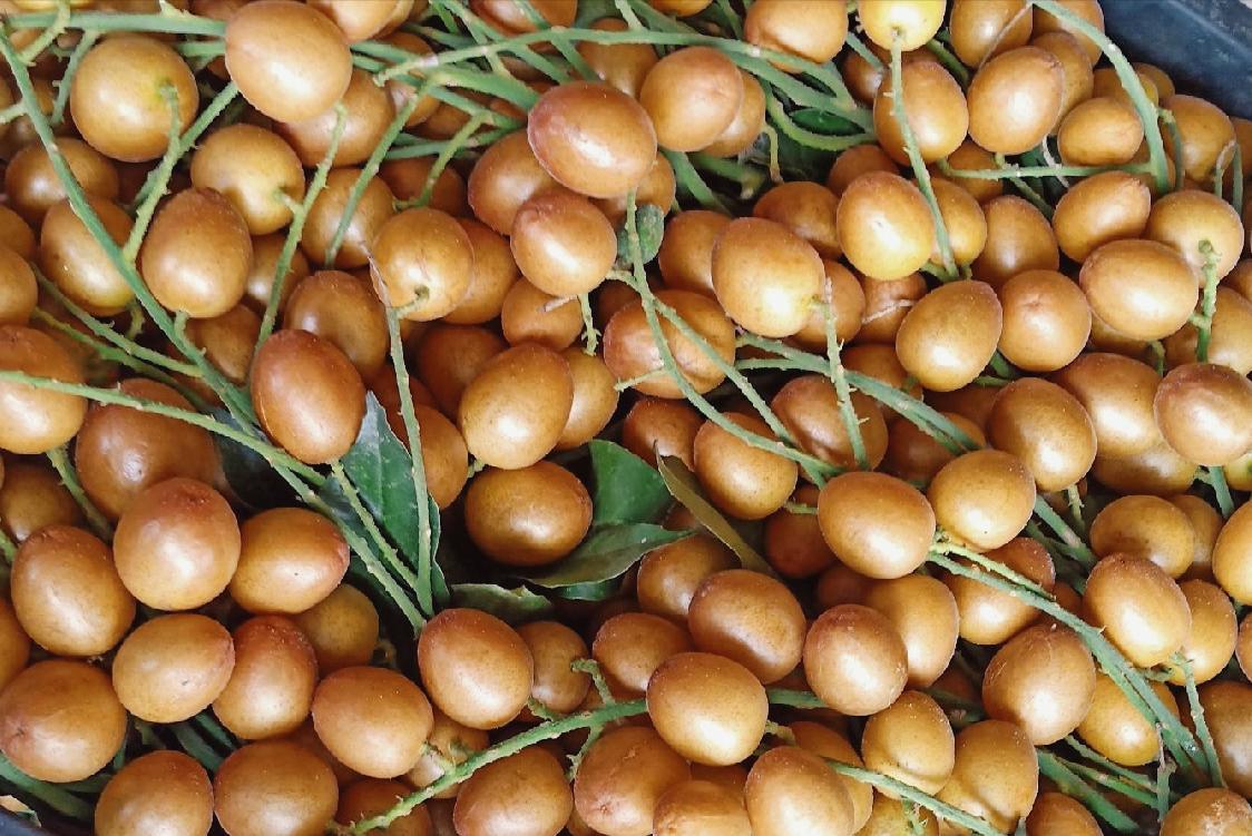 广东黄水果有哪些品种,广东7月新上市水果