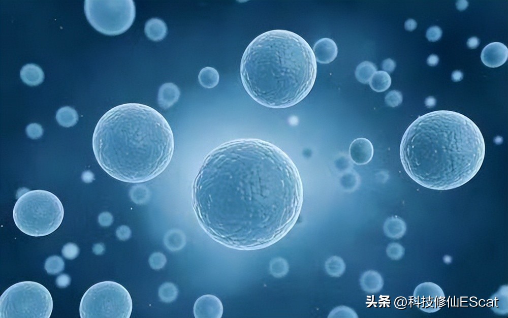 无需精子卵子，子宫，首个人造小鼠胚胎问世！自然繁衍能否淘汰？