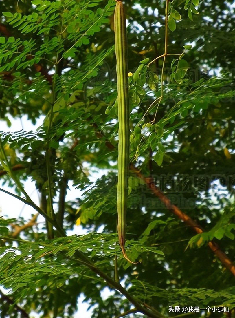 我在非洲安哥拉采辣木籽（我在安哥拉的日子313）