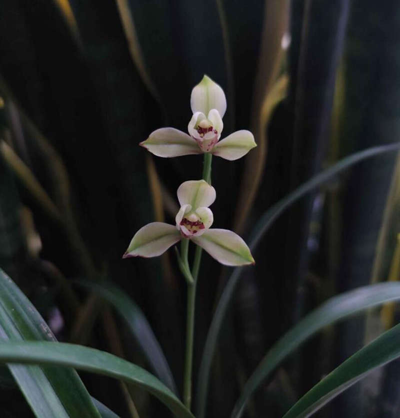 新手养兰花的方法和技术,怎么样养兰花才能养的好