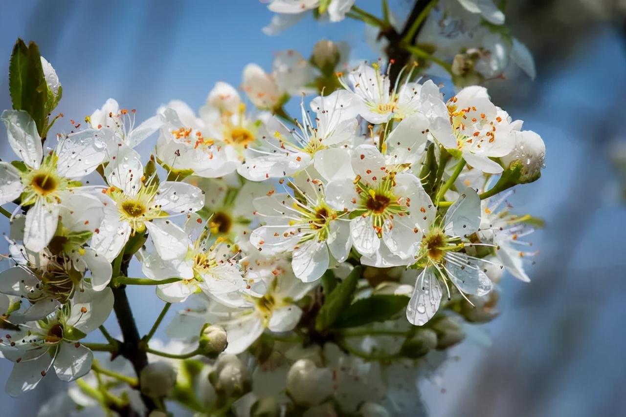 1.5h刹拢！被誉为川版“花城”，这个宝藏好耍地美得不像话