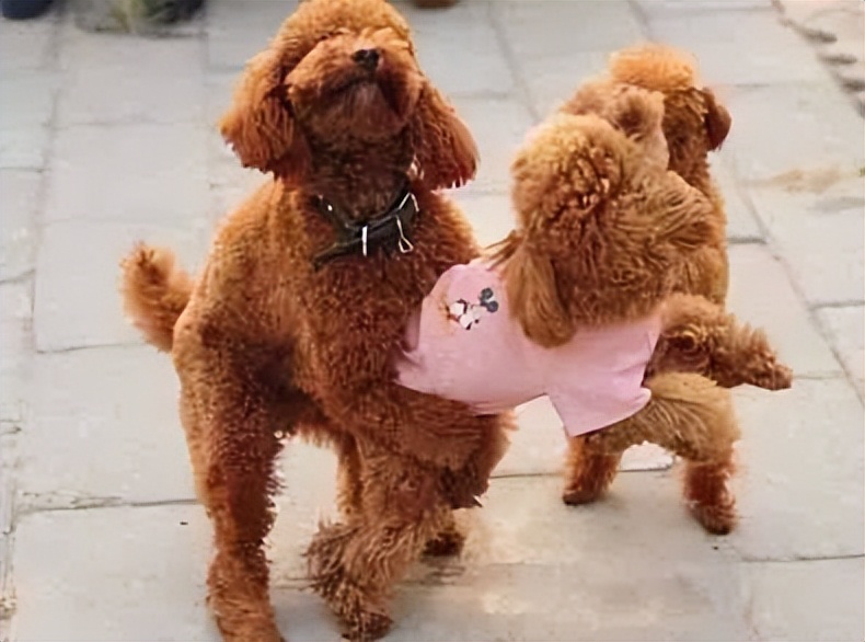 母泰迪好养还是公泰迪好养,公泰迪跟母泰迪有什么区别